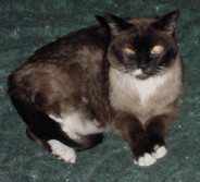 Look into my eyes...you will get rid of those pesky fur balls...