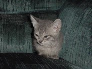 Junior is about 6 weeks old male.