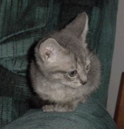 One of our new fur balls, Junior