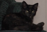 Lilly is about 8 weeks and female