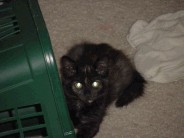 Lilly is very lively and loves to play.