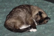 This is how Number5 feels about the new kittens. 