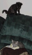 Lilly about to do what cats love to do